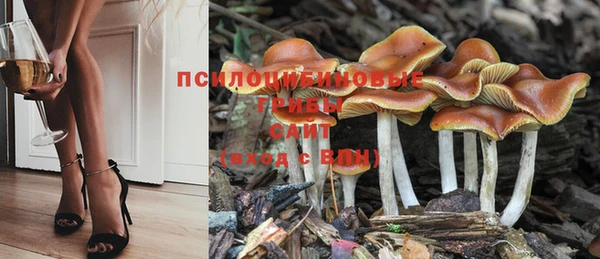 шишки Верея
