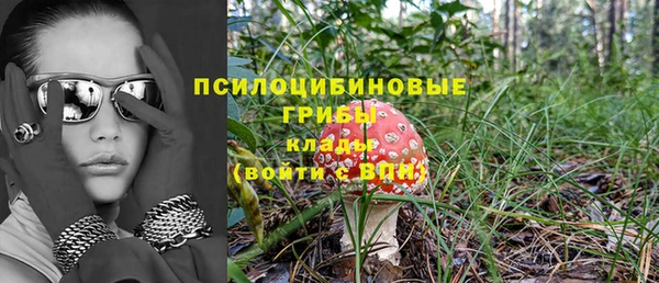 прущие грибы Бородино